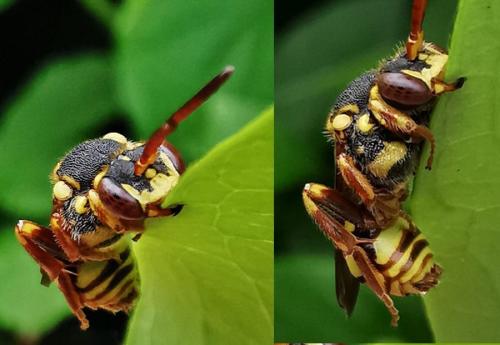 Réf. 333 974 : Nomada sp.